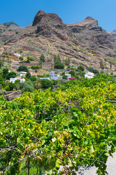 Vineyard, Finca La Laja, Los Berrazales, Agaete valley, Gran Canaria Island, The Canary Islands, Spain, Europe