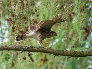 Juvenile Sparrowhawk (Accipiter nisus) on a Branch