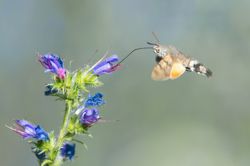 Schmetterling an einer Blüte