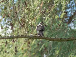 Juvenile Sparrowhawk (Accipiter nisus) on a Branch