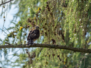 Juvenile Sparrowhawk (Accipiter nisus) on a Branch