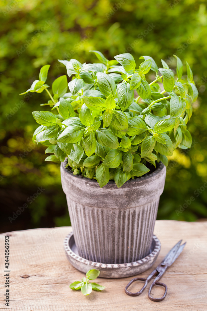 Wall mural fresh basil herb in flowerpot in garden