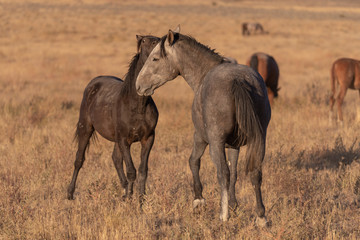 Wild Horse Stallions Sparring in the Utah Desert