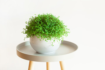houseplant Soleirolia soleirolii in white flowerpot