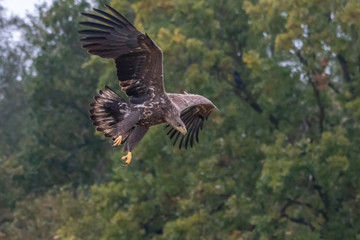 White tailed eagle (Haliaeetus albicilla) europe attack.