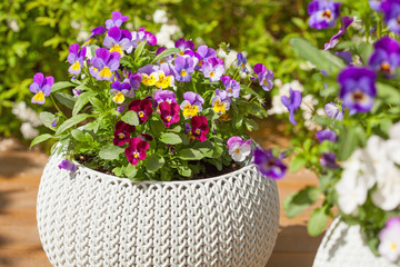 belles fleurs d& 39 été de pensée dans des pots de fleurs dans le jardin