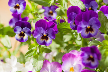 beautiful pansy summer flowers in garden