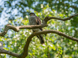 Female Sparrowhawk (Accipiter nisus) on a branch