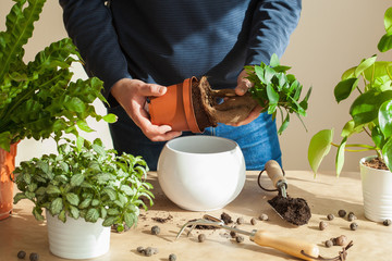 gardening, planting at home. man relocating ficus houseplant © Olga Miltsova
