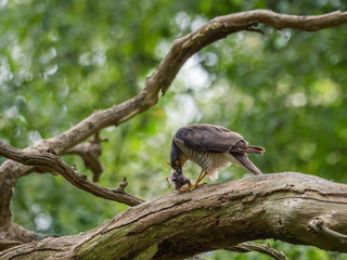 Female Sparrowhawk (Accipiter nisus) with prey