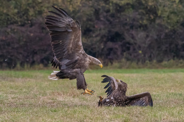 White tailed eagle (Haliaeetus albicilla) europe attack.