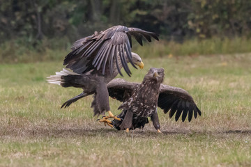 White tailed eagle (Haliaeetus albicilla) europe attack.