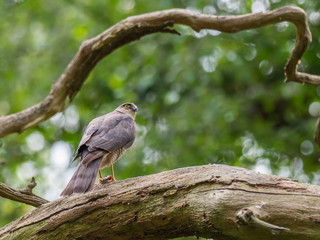 Female Sparrowhawk (Accipiter nisus) with prey