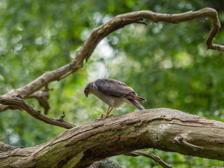 Female Sparrowhawk (Accipiter nisus) with prey