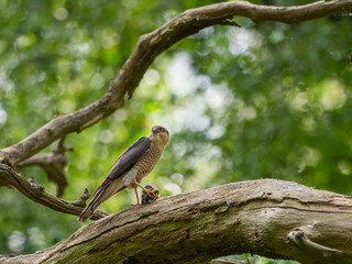 Female Sparrowhawk (Accipiter nisus) with prey