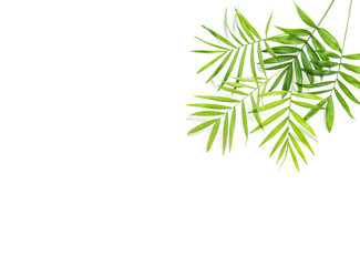 Green palm leaves white background Floral border