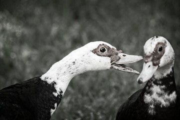 One Muscovy Duck Talking To Another B&W