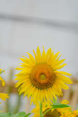 Obraz premium Beautiful sunflower in green farm. Close up shot.