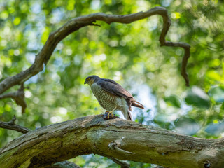 Female Sparrowhawk (Accipiter nisus) with prey