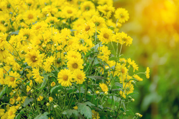 Chrysanthemum flowers for herb