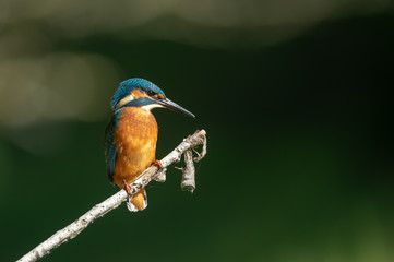 Eisvogel auf einem Ast sitzend