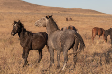 Wild Horse Stallions Sparring in the Utah Desert