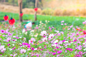 Obraz premium Pink small flower natural background.