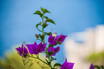 Fiore Fucsia