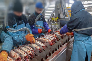 Blur, bokeh, background, abstract, image for background. Cutting the salmon on the production line in the fish processing plant - 244058768