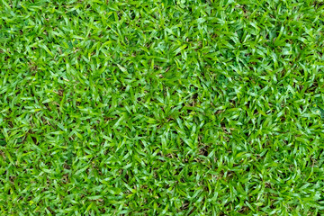 Green grass texture for background. Green lawn pattern and texture background.