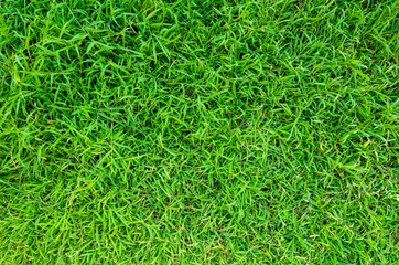 Green grass texture for background. Green lawn pattern and texture background.