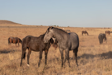Wild Horse Stallions Sparring in the Utah Desert