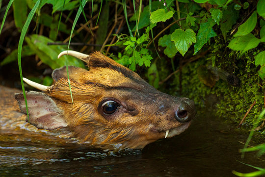Swimming muntjac