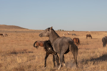 Wild Horse Stallions Sparring in the Utah Desert