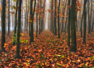 autumn forest. foggy morning in the fairy forest. picturesque morning
