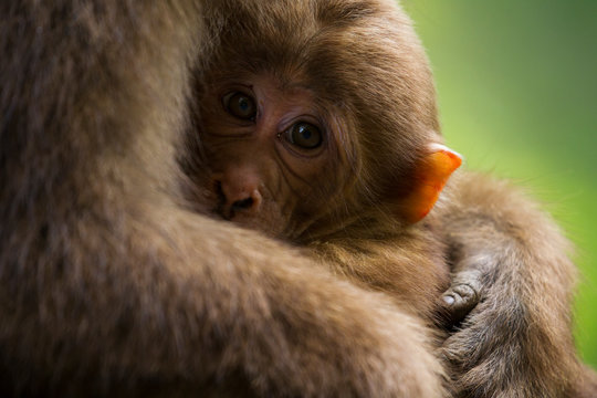 Baby macaque with mother