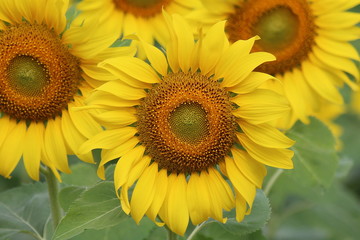 Sunflower, the flower is spherical and big, Thai people call TAN-TA-WAN.