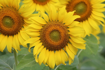 Obraz premium Sunflower, the flower is spherical and big, Thai people call TAN-TA-WAN.