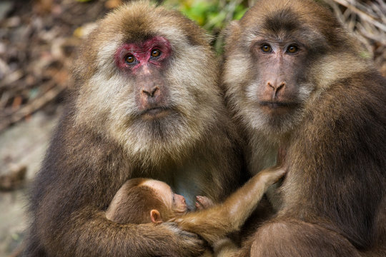 Tibetan macaque family