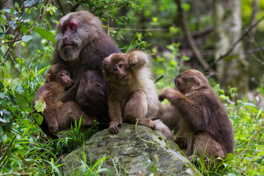 Tibetan macaque family