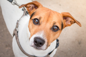 Portrait of a happy dog Jack Russell Terrier looking at the camera.