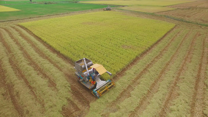 Aerial view of combine on harvest field