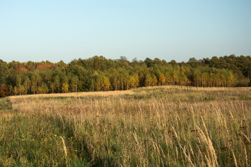 Obraz premium Tall grass on the meadow, autumn forest and clear sky
