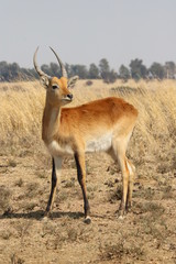 Junges Lechwe Männchen
