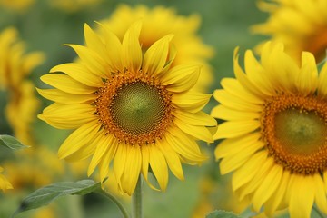 Sunflower, the flower is spherical and big, Thai people call TAN-TA-WAN.