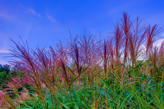 Osten Tree รูปภาพOstens – เลือกดูภาพถ่ายสต็อก เวกเตอร์ และวิดีโอ718 | Adobe Stock