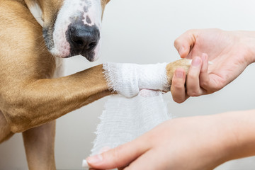 Medical treatment of pet concept: bandaging a dog's paw. Hands applying bandage on a wounded body part of a dog, close-up shot