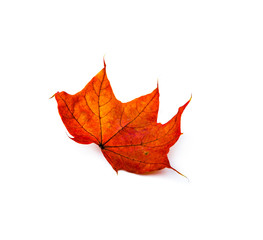 Autumn leaf
