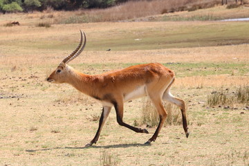 Lechwe 