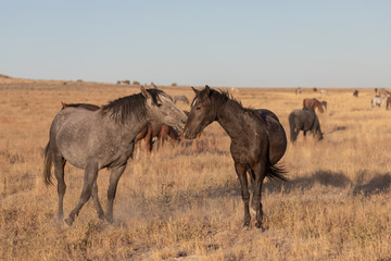 Wild Horse Stallions Sparring in the Utah Desert